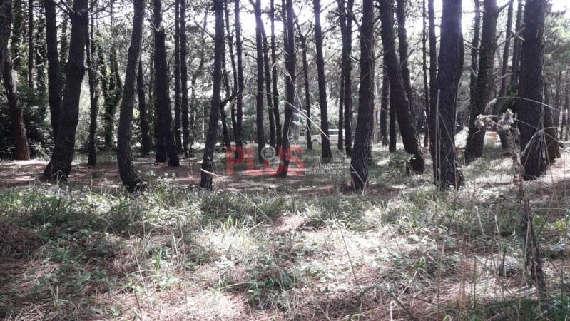 Excelente lote arbolado a nivel frente al Tennis Ranch Pinamar